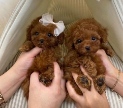 Regalo Cachorros Caniche Toy Whatsapp (+34)692720171