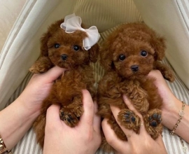 Regalo Cachorros Caniche Toy Whatsapp (+34)692720171