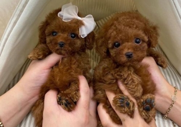 Regalo Cachorros Caniche Toy Whatsapp (+34)692720171