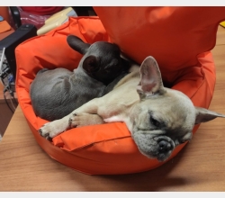 Cachorros de Bulldog Francés Amigables, Listos para Nuevas Familias