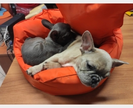 Cachorros de Bulldog Francés Amigables, Listos para Nuevas Familias