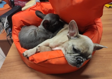 Cachorros de Bulldog Francés Amigables, Listos para Nuevas Familias