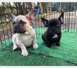 Hermosos Cachorros de Bulldog Francés Buscando Hogares Amorosos
