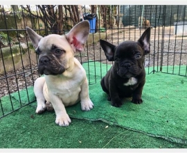 Hermosos Cachorros de Bulldog Francés Buscando Hogares Amorosos