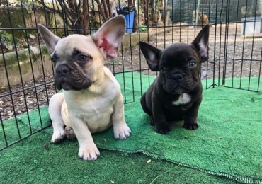 Hermosos Cachorros de Bulldog Francés Buscando Hogares Amorosos
