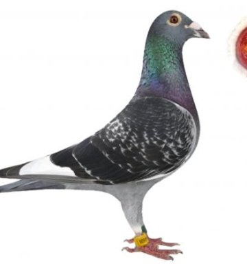 Venta de palomas