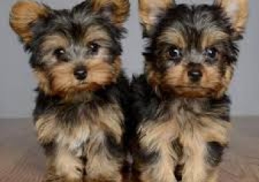 Regalo cachorros de yorkshire