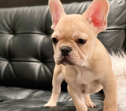 Preciosos Cachorros de Bulldog Francés y Compañeros Maravillosos