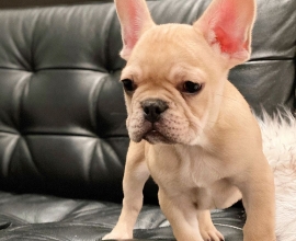 Preciosos Cachorros de Bulldog Francés y Compañeros Maravillosos