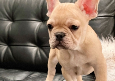 Preciosos Cachorros de Bulldog Francés y Compañeros Maravillosos