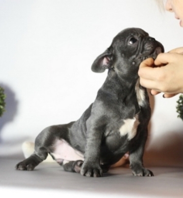 Bulldog Frances