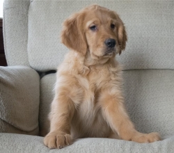 Preciosos cachorros de Golden Retriever disponibles