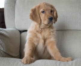 Preciosos cachorros de Golden Retriever disponibles