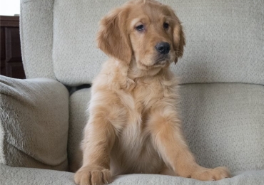 Preciosos cachorros de Golden Retriever disponibles