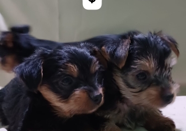 Cachorros Yorkie