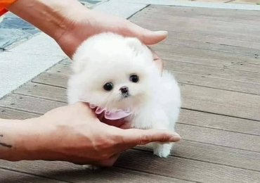 Regalo Mini Toy Cachorros pomerania