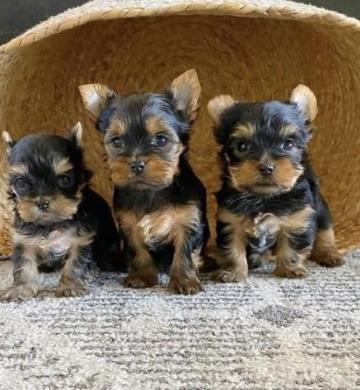 REGALO CACHORROS YORKSHIRE MINI