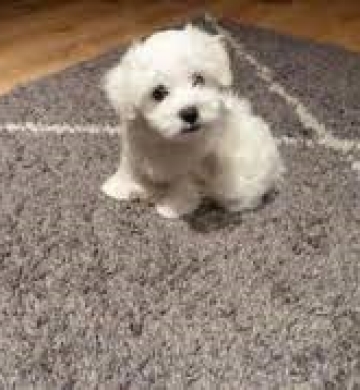  cachorritos de Bichon Maltes de Pura Raza