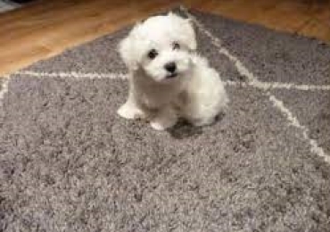  cachorritos de Bichon Maltes de Pura Raza