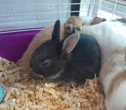 Conejitos enanos holandés