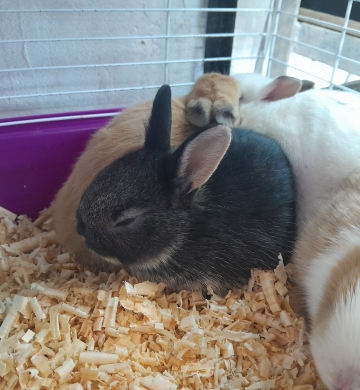 Conejitos enanos holandés