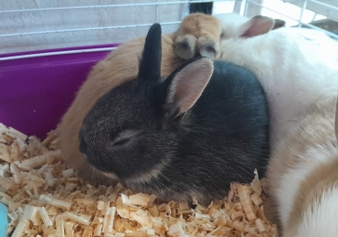 Conejitos enanos holandés