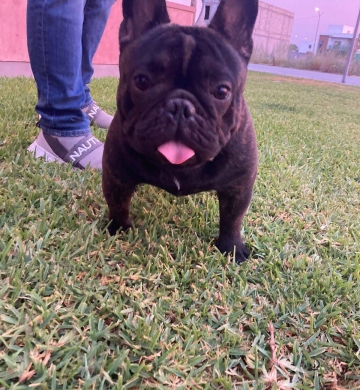Hermoso Cachorro Bulldog Francés