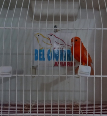 Canarios Raza Española Rojos 2024