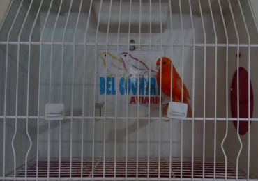 Canarios Raza Española Rojos 2024