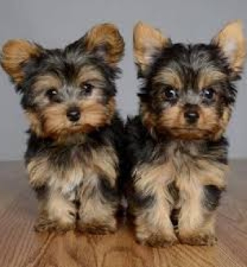 Regalo cachorros de yorkshire