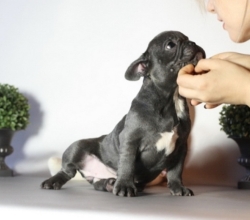 Bulldog Frances