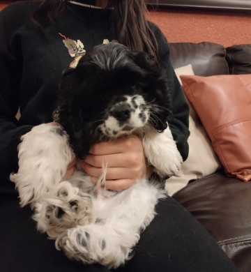 Cocker Spaniel Americano