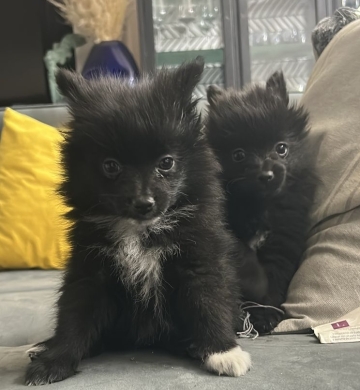 Pomeranian 2 meses hembra color negro