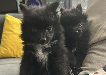 Pomeranian 2 meses hembra color negro