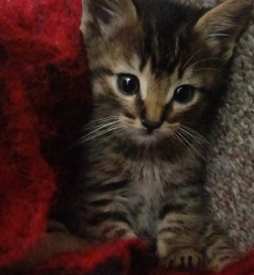 Doy en adopciòn a Hermoso Gatito Tabby.