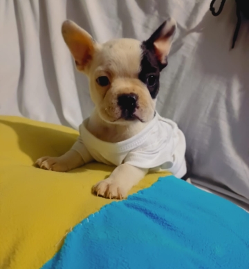 Boston terrier macho