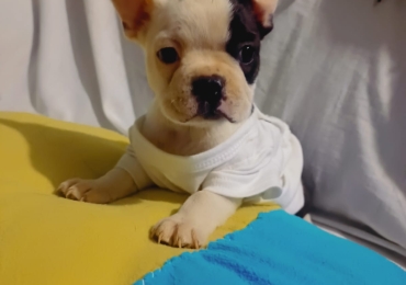 Boston terrier macho