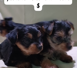 Cachorros Yorkie