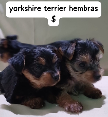 Cachorros Yorkie
