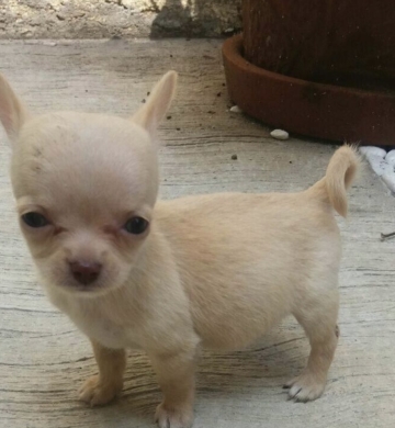 Chihuahua mini Macho