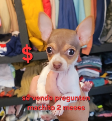 Mascota chihuahua