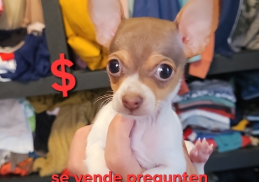 Mascota chihuahua