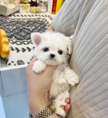 Regalo Mini Toy Cachorros Bichon Maltes