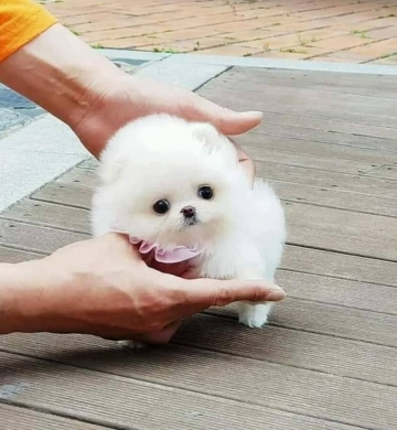 Regalo Mini Toy Cachorros pomerania