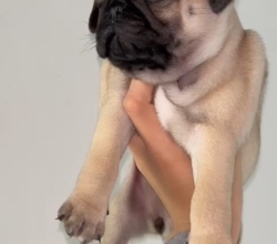Cachorros pug