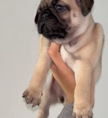 Cachorros pug