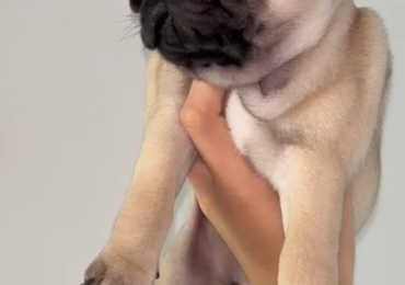 Cachorros pug
