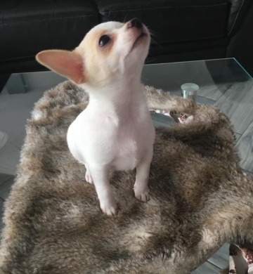 Chihuahua macho mini