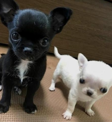 Cachorros chihuahua toy