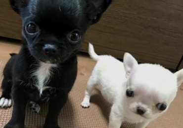 Cachorros chihuahua toy